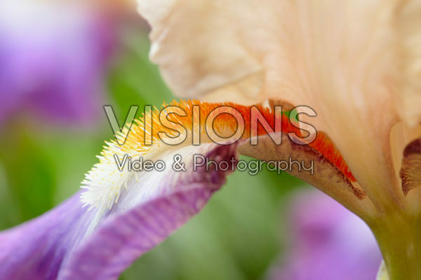 Iris germanica Fruitsation