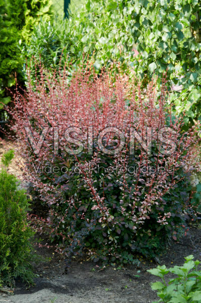 Berberis thunbergii Flamingo ® Berberis thunbergii Flamingo ®