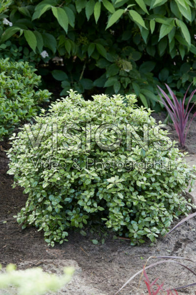 Pittosporum tenuifolium Pom Pom ®