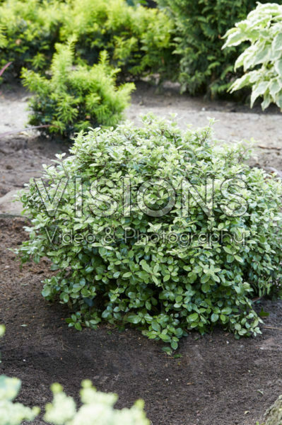 Pittosporum tenuifolium Pom Pom ® Pittosporum tenuifolium Pom Pom ®