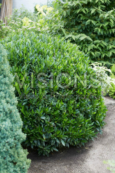 Prunus laurocerasus Gajo® Prunus laurocerasus Gajo®