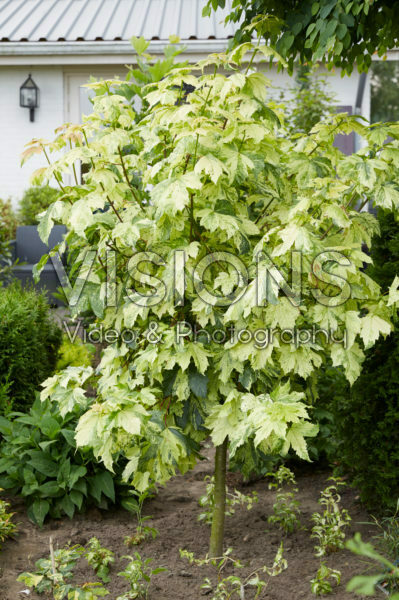 Acer pseudoplatanus Hermitage ® Acer pseudoplatanus Hermitage ®