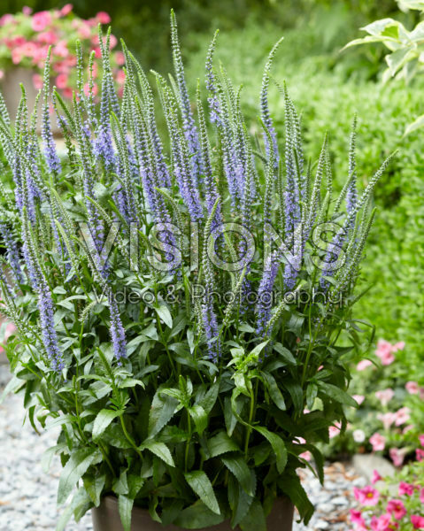 Veronica Blue Skywalker Veronica Blue Skywalker