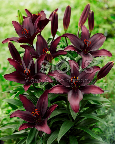 Lilium Blacklist Lilium Blacklist