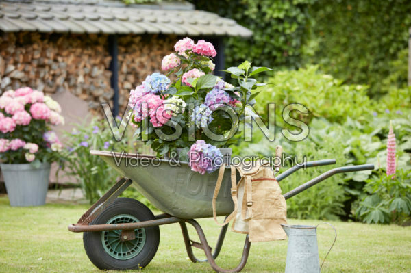 Hydrangea in wheelbarrow