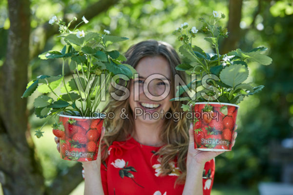 Dame met aardbeien planten