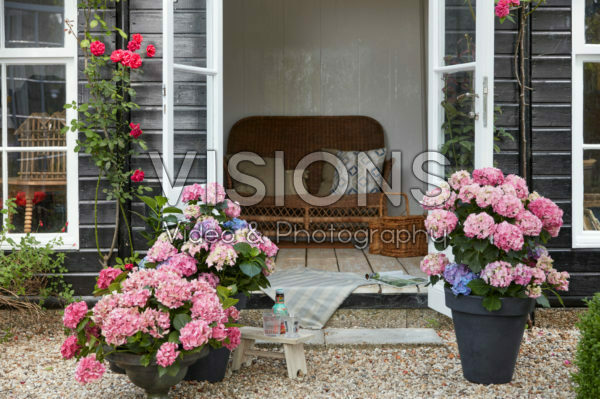 Hortensias