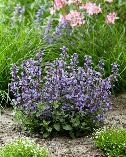 Nepeta Purrsian Blue®