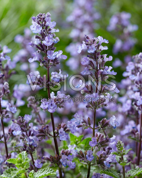 Nepeta Purrsian Blue® Nepeta Purrsian Blue®