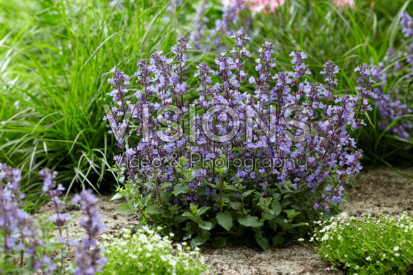 Nepeta Purrsian Blue®