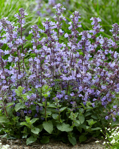Nepeta Purrsian Blue®