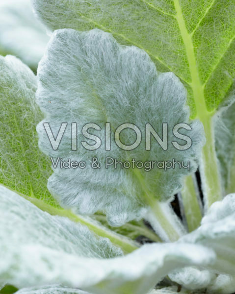 Salvia argentea Salvia argentea