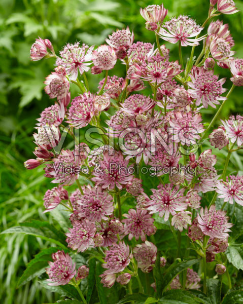 Astrantia Sparkling Stars Pink Astrantia Sparkling Stars Pink