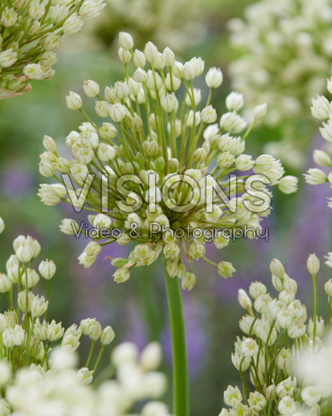 Allium convallarioides White
