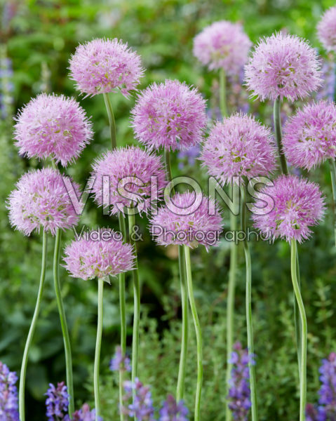 Allium Rosy Dream