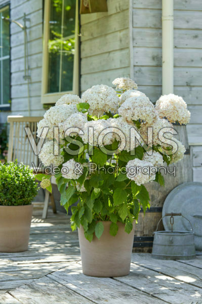 Hydrangea arborescens Candybelle® Marshmallow