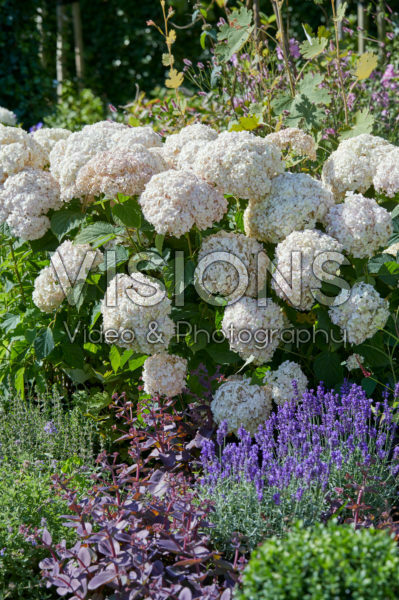 Hydrangea Candybelle® Marshmallow Hydrangea Candybelle® Marshmallow