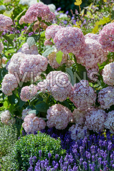 Hydrangea arborescens Candybelle® Bubblegum