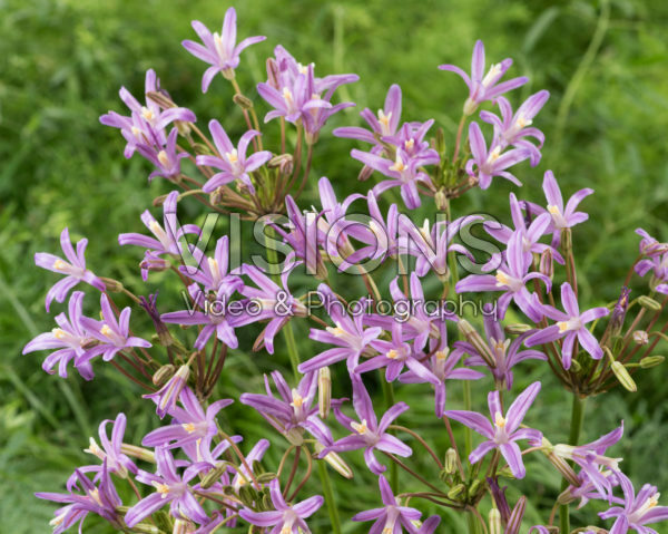 Brodiaea Babylon Brodiaea Babylon