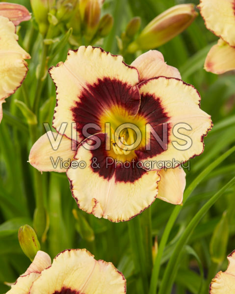 Hemerocallis Ossabaw Islandâ„¢ Hemerocallis Ossabaw Islandâ„¢