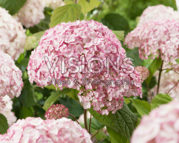 Hydrangea arborescens Candybelle® Bubblegum