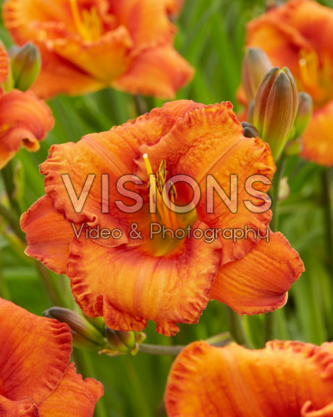 Hemerocallis Wassaw Island ™ Hemerocallis Wassaw Island ™