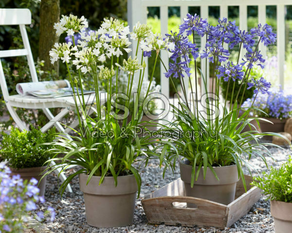 Agapanthus Everpanthus® Ever Sapphire, Ever White