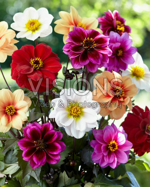 Dahlia Dreamy™ mix Dahlia Dreamy™ mix