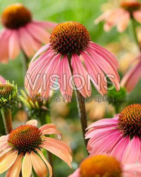 Echinacea Summer Cocktail ® Echinacea Summer Cocktail ®