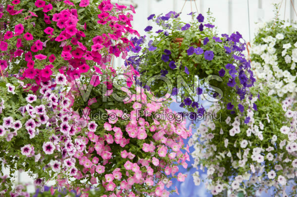 Petunia F1 Opera Supreme™ Pink Morn Petunia F1 Opera Supreme™ Pink Morn
