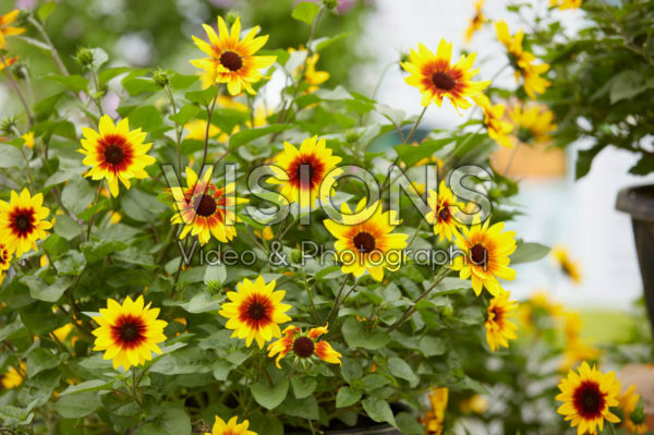 Helianthus annuus SunBelievable™ Brown Eyed Girl