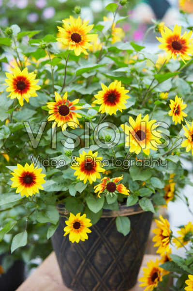 Helianthus annuus SunBelievable™ Brown Eyed Girl