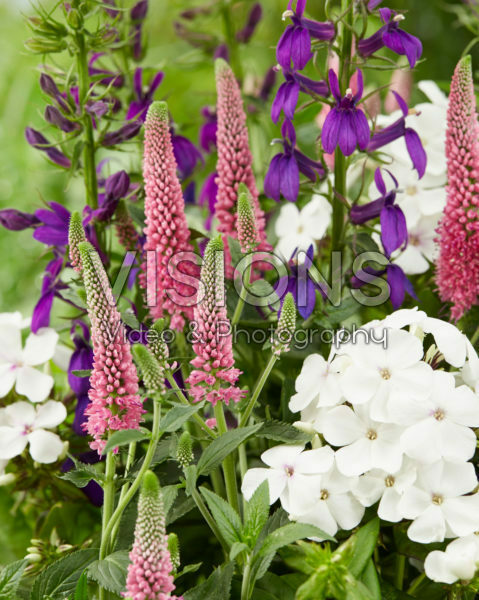 Lobelia x speciosa Starship Blue, Veronica First Love, Phlox Famous White Eye