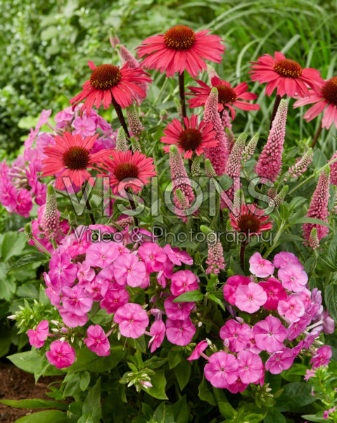 Veronica First love, Phlox Famous Light Pink, Echinacea SunSeekers Pink