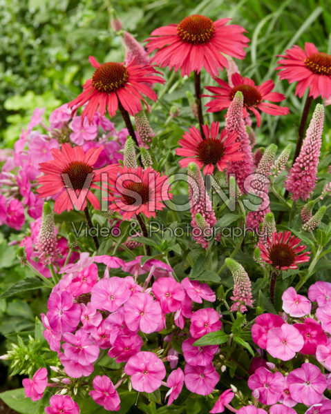 Veronica First love, Phlox Famous Light Pink, Echinacea SunSeekers Pink