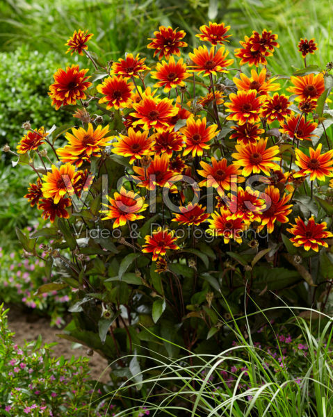 Heliopsis Highlight Sparkling Contrast
