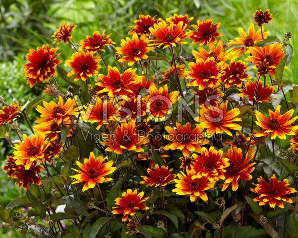 Heliopsis Highlight Sparkling Contrast