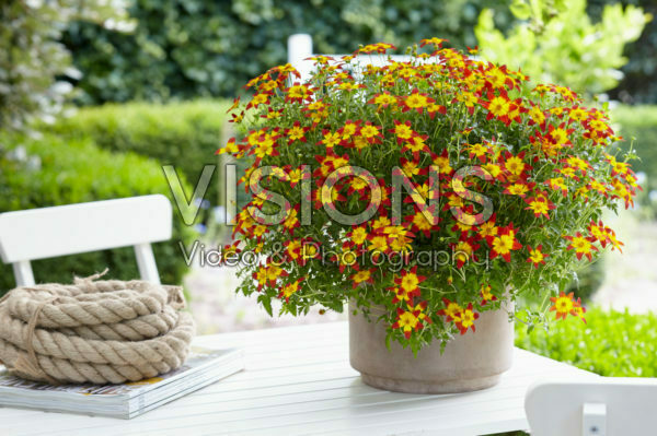 Bidens Beezar™ Fire Wheel Bidens Beezar™ Fire Wheel