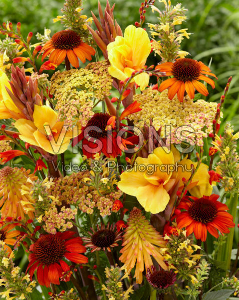 Perennial flower mix