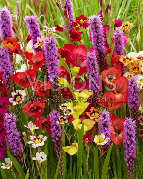 Summer flower mix Summer flower mix
