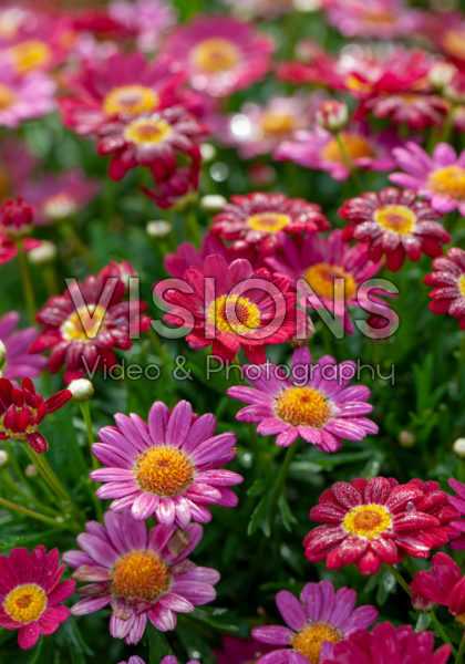Argryranthemum Angelic ™ Ruby Argryranthemum Angelic ™ Ruby