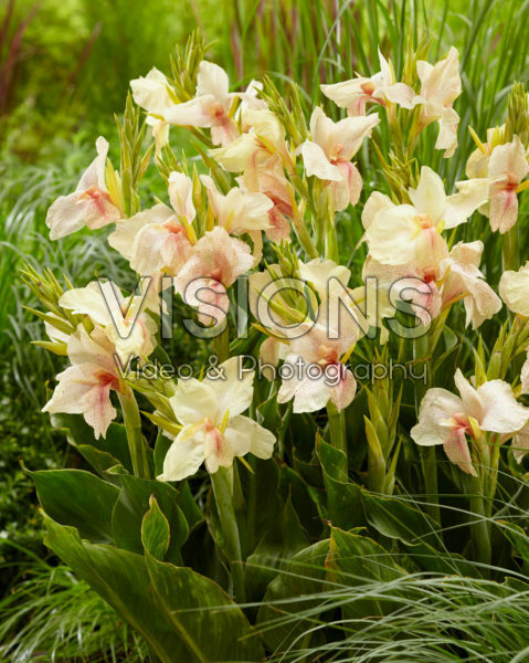 Canna Fantasy Canna Fantasy