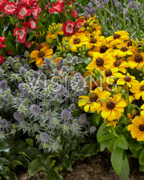 Eryngium Magical Blue Globe, Rudbeckia Sweet Smiley Eryngium Magical Blue Globe, Rudbeckia Sweet Smiley