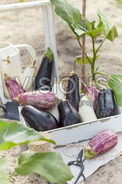 Aubergine collection