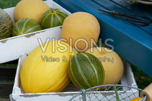 Melon collection