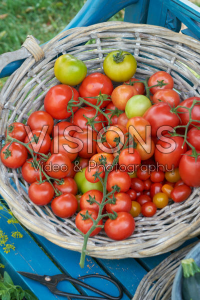 Geoogste tomaten