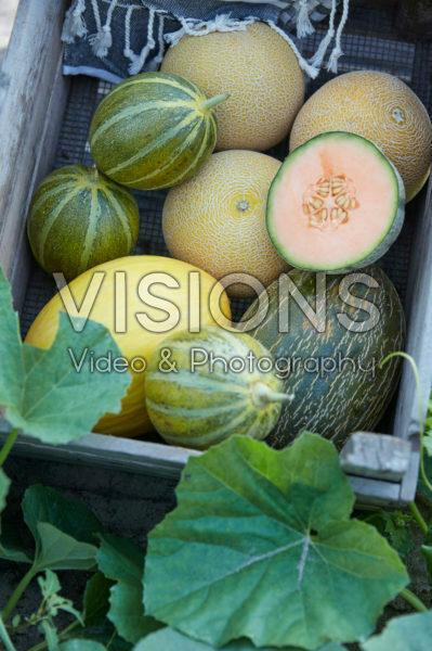 Melon collection