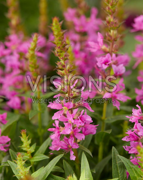 Lythrum salicaria Robin Lythrum salicaria Robin