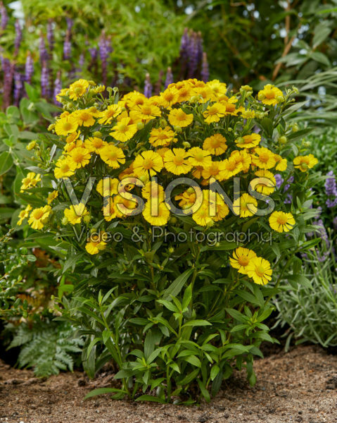 Helenium Mariachi™ Sombrero Helenium Mariachi™ Sombrero