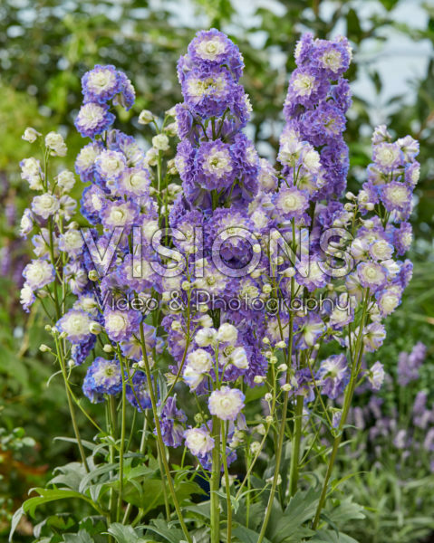 Delphinium Highlander® Bolero Delphinium Highlander® Bolero